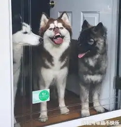  哈士奇有多二这里有一系列证明二哈真的是最奇葩的狗的照片