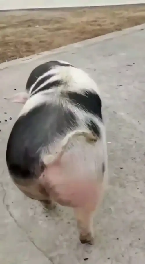 猪图片大全搞笑可爱壁纸