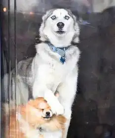  哈士奇简直是狗界影帝啊最傻不过哈士奇是真的吗