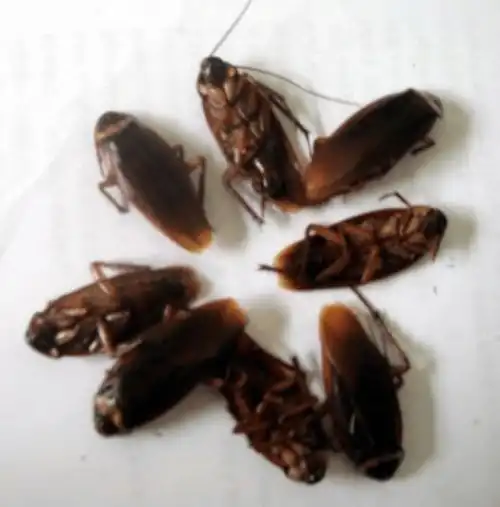 幼儿园学校如何安全有效灭老鼠杀蟑螂防蚊蝇这篇文章说全了  幼儿园学校如何安全有效灭老鼠杀蟑螂防蚊蝇这篇文章说全了