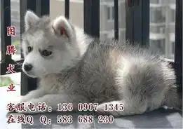  标题广州哈士奇一只多少钱广州哪里可以买到哈士奇