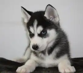 哈士奇犬搞笑图片哈士奇犬