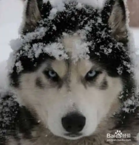  哈士奇犬与阿拉斯加犬的对比和区分