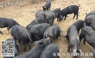  黑猪养殖什么品种好黑猪养殖的成本及利润
