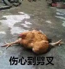  图说年假将尽,鸡年大吉了吗