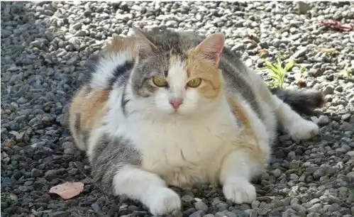  爆笑谁说只有橘猫才有肥胖基因明明什么颜色的猫都可以巨胖