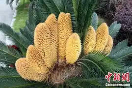 福建一公安院内铁树开出十朵花民众围观图 福建一公安院内铁树开出十朵花民众围观图