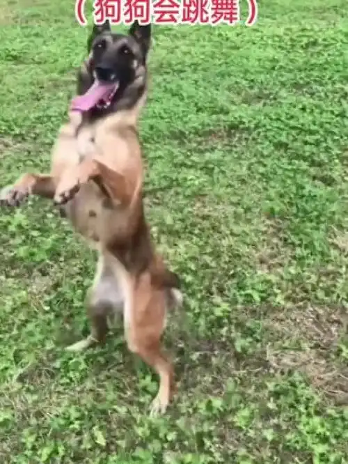  搞笑萌宠狗狗狗狗跳舞笑到肚子疼看一遍笑一遍一定要看到最后专治不开心持续关注持续精彩