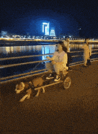  搞笑gif趣图这只狗是不是成精了竟然会系安全带