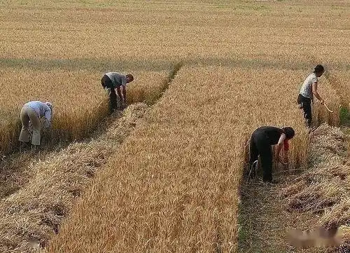 孙女帮奶奶收麦子照片