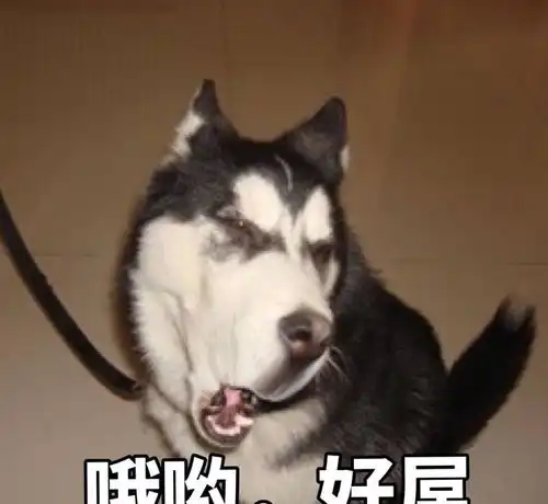  再有钱也不能养这6种狗,特别是第6种,除非家里有矿