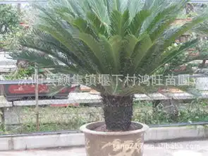  乔木产品列表007商务站全球网上贸易平台第474页