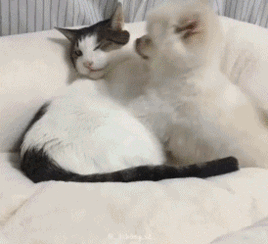 新来的小狗子对大金毛不理不睬,偏偏要去讨好猫,简直不要太萌  新来的小狗子对大金毛不理不睬,偏偏要去讨好猫,简直不要太萌