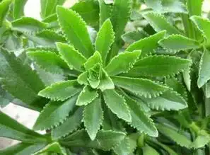  四月吃这些野菜能,清肝肾,降肺火还可入药,有清热祛火降血压降血脂等功效