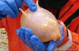  全球最罕见动物大盘点水滴鱼呈凝胶状图