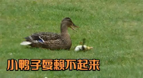  小鸭子耍赖不起来,这可愁坏了一旁的鸭妈妈,场面实在太搞笑