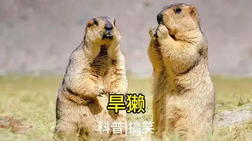  旱獭,只可远观不可近看动物解说搞笑土拨鼠旱獭