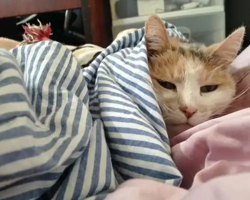  18张猫咪搞笑图片,像不像你和你家猫相爱相杀的日常,扎心了