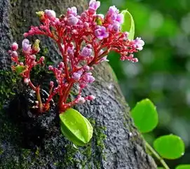 吃了一生的水果,却没见过它开花的样子和孩子一起看看吧 吃了一生的水果,却没见过它开花的样子和孩子一起看看吧