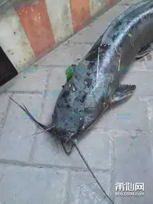  早上在城门兜刚抓的巨型鲶鱼,目测快成精了