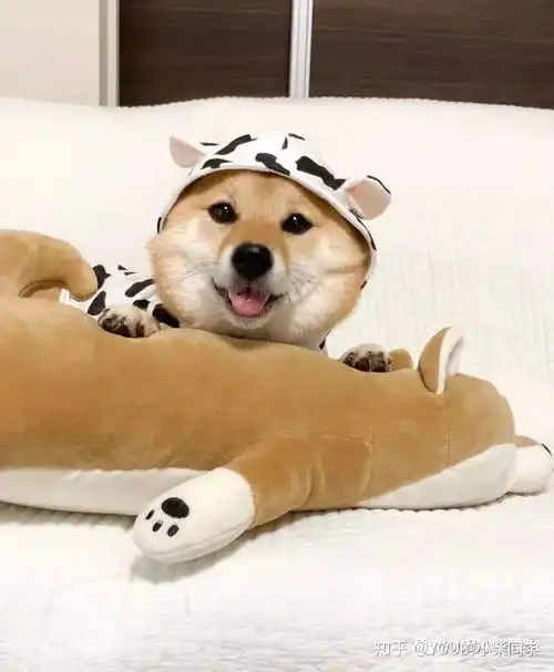  曾被培育为狩猎犬的柴犬,你了解吗