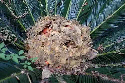  凤凰蛋高仿板栗现身街头,管理部门提醒切勿食用
