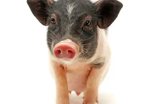 段子里一群猪在吃饭其中一只看镜头的图片,最好清晰点  段子里一群猪在吃饭其中一只看镜头的图片,最好清晰点