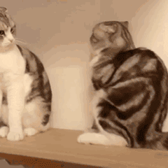  拍这张照片的时候他还是只公猫,而现在它只是只猫了