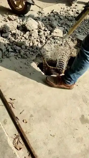  化粪池里捞出来的鲶鱼,不知道怎么处理了