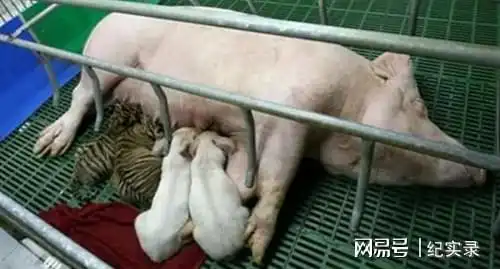  泰国老虎被母猪喂养大,老虎成年后,对待猪妈态度让人惊讶