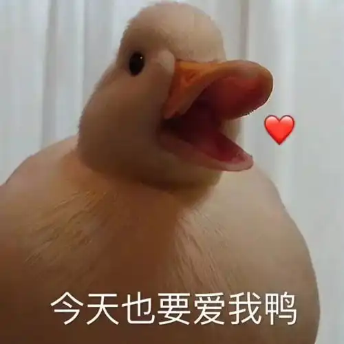  搞笑表情包你可以叫我美女