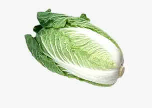  食物图标蔬菜矢量图清新白菜素材图片免费下载高清装饰图案png千库网图片编号45174