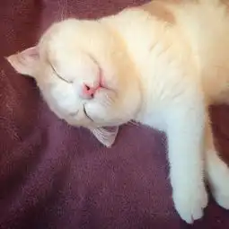  美机场流浪狗脸上扎满350根豪猪刺