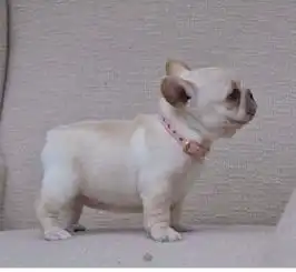  成华区法国斗牛犬专卖三个月健康宠物品质保证