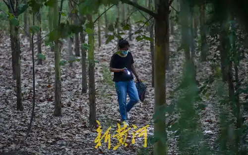  又到了摸知了猴的季节,树林里到处闪着手电筒的光