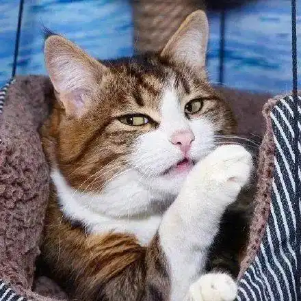  不过是一只小猫咪,怎么能做出那么丰富的表情