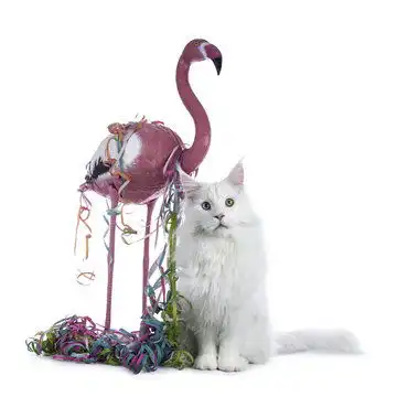 点击来源直接获取大图文件可爱的纯色异瞳白色缅因库恩猫男孩戴着粉色火烈鸟花环在白色背景下看向镜头摄影搞笑猫猫高清大图  点击来源直接获取大图文件可爱的纯色异瞳白色缅因库恩猫男孩戴着粉色火烈鸟花环在白色背景下看向镜头摄影搞笑猫猫高清大图