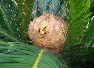  铁树种子怎么种铁树的繁殖方法铁树开花图片