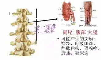 脊椎涉及的108种疾病图解  脊椎涉及的108种疾病图解