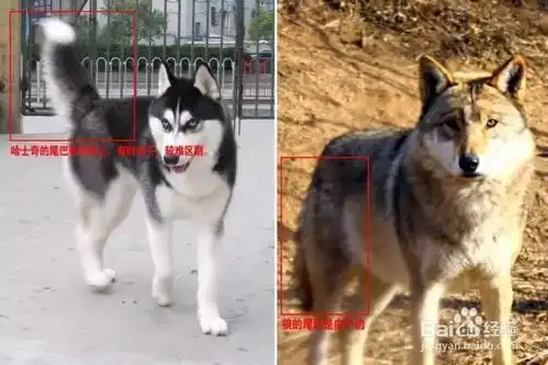  狗生巅峰德州那只混入狼群的哈士奇,娶了头母狼还当了爹