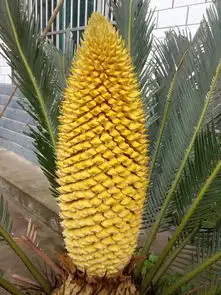 这是铁树的花蕾,还是盛开的铁树花呀 这是铁树的花蕾,还是盛开的铁树花呀