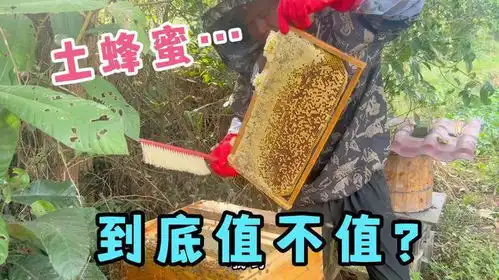 去七奶奶家搞土蜂蜜,现取现摇现装现卖,到底值不值这个价  去七奶奶家搞土蜂蜜,现取现摇现装现卖,到底值不值这个价