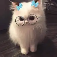 不正经的猫的头像搞笑不正经猫咪头像微信头像图片大全  不正经的猫的头像搞笑不正经猫咪头像微信头像图片大全