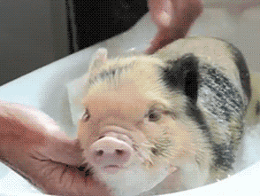 您的女朋友被挂树上了  您的女朋友被挂树上了