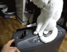  动物内涵gif搞笑图片整死人的动物们