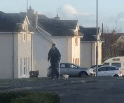 主人住院后,猫咪变得很关心他,16年基本不出门还陪着出门散步  主人住院后,猫咪变得很关心他,16年基本不出门还陪着出门散步