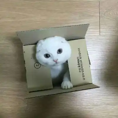  可爱的小猫头像卖萌的白色猫咪太可人了