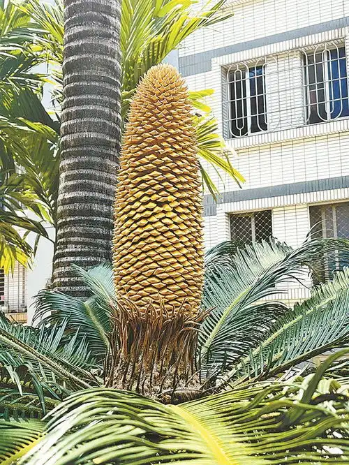  思明区莲北小区一株铁树开花惊艳小区居民