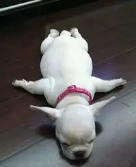  偶不是狗,伦家是灰机,起灰zol笑话频道