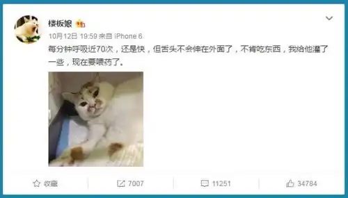  猫界表情包楼楼因病去世,它变成小天使回喵星了